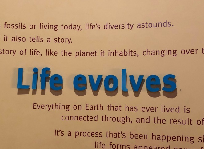 life evolves