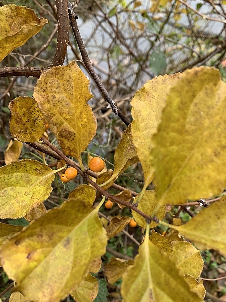 photo a day autumn yellows leaves berries